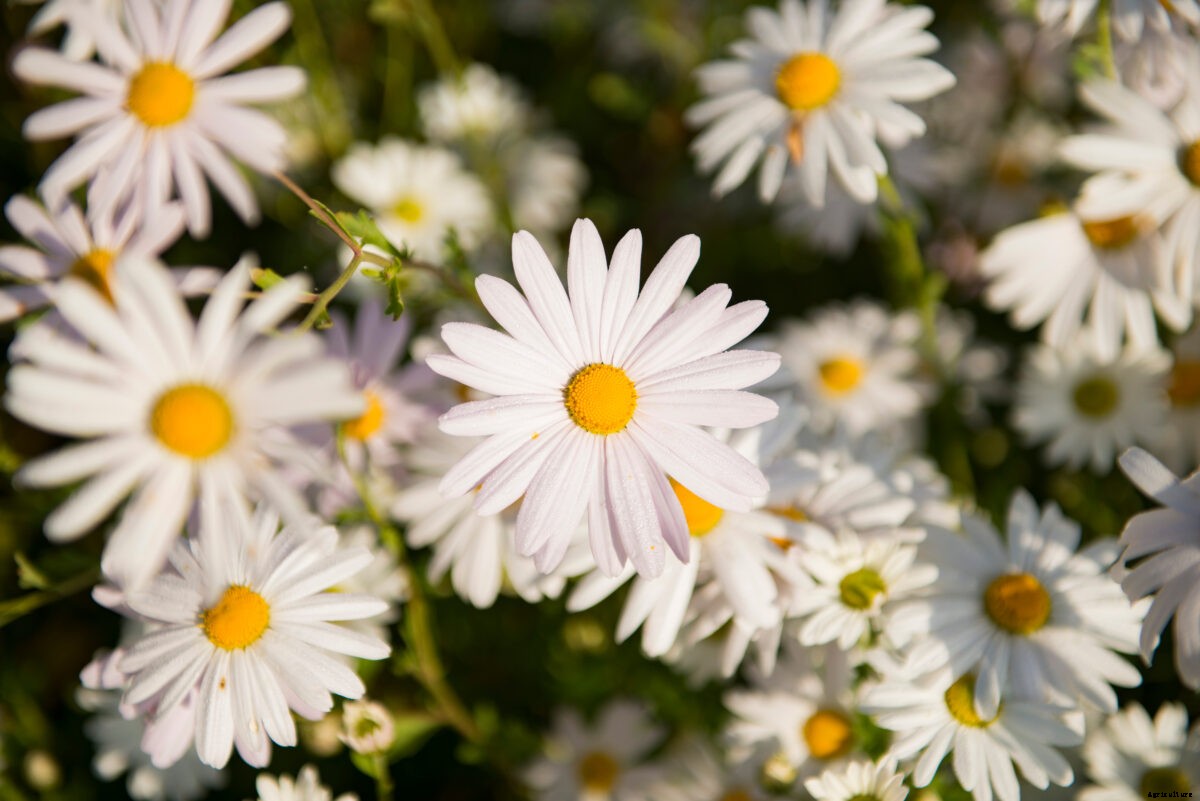 How to Design a Moon Garden
