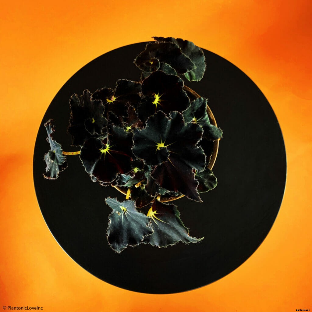 Monstera Mania: Why the Rare Houseplant Craze Isn’t Going Away