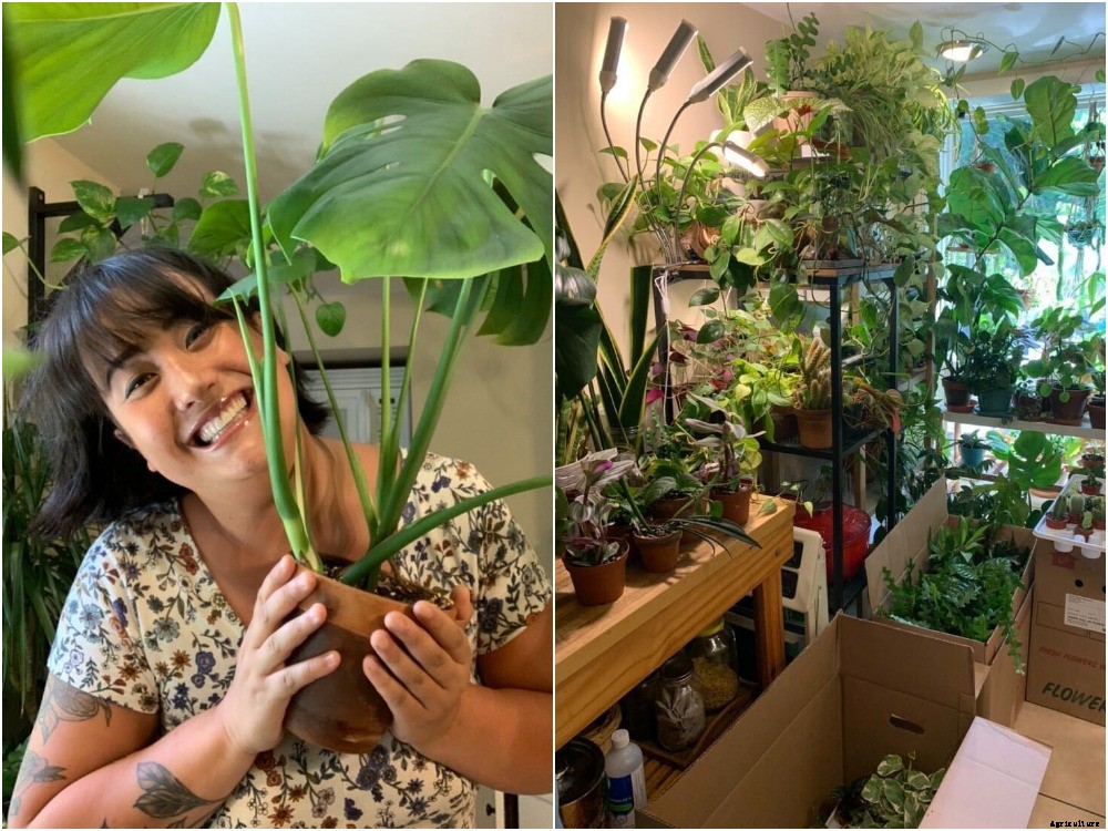 Monstera Mania: Why the Rare Houseplant Craze Isn’t Going Away
