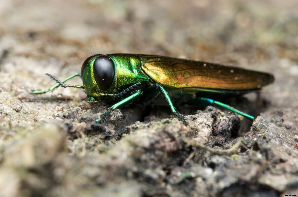 Protecting the Timber Industry From the Emerald Ash Borer