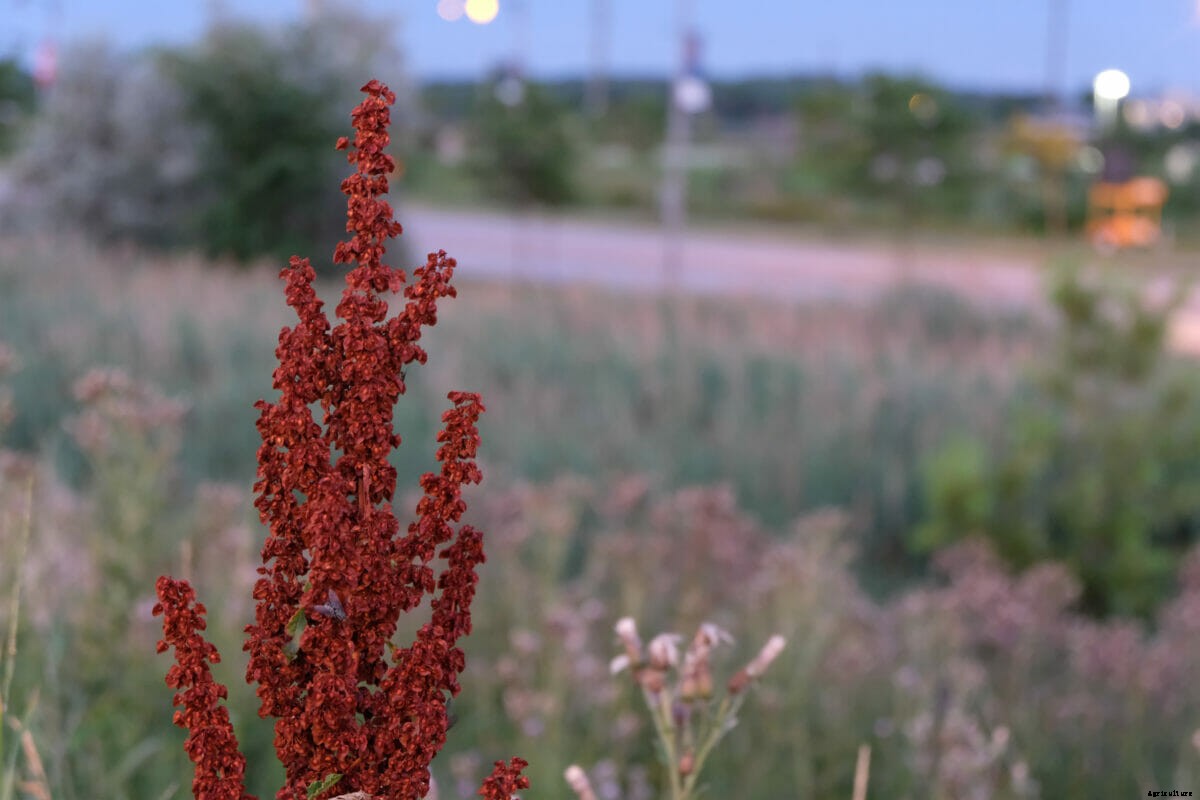 5 Wild Grains You Can Cook With