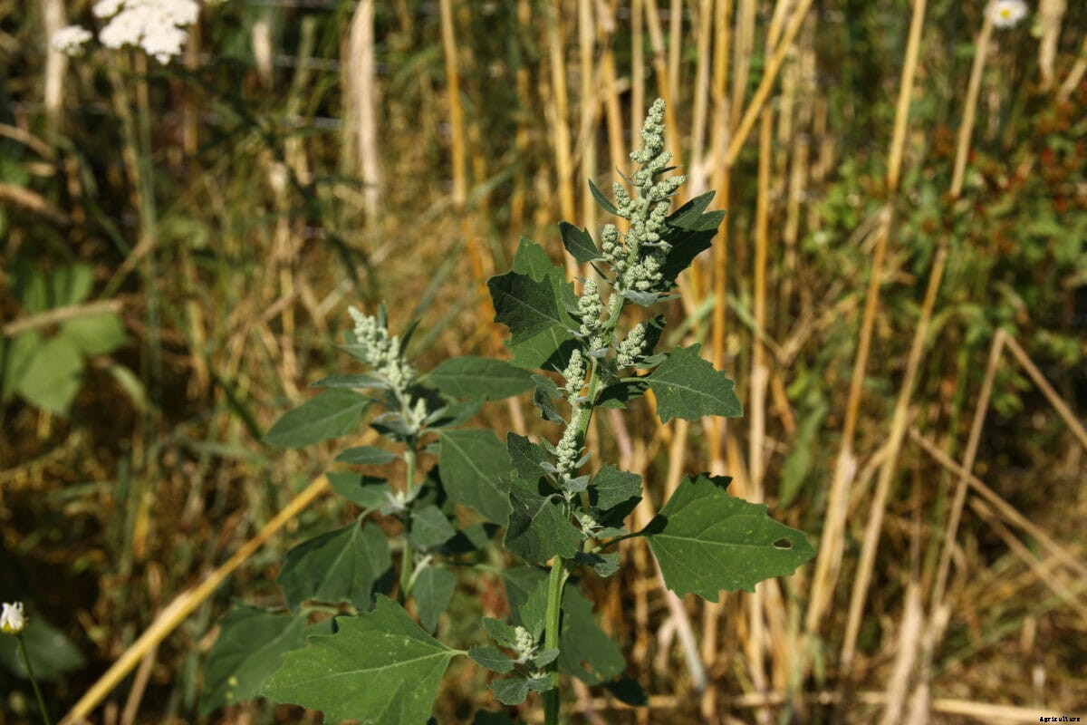 5 Wild Grains You Can Cook With