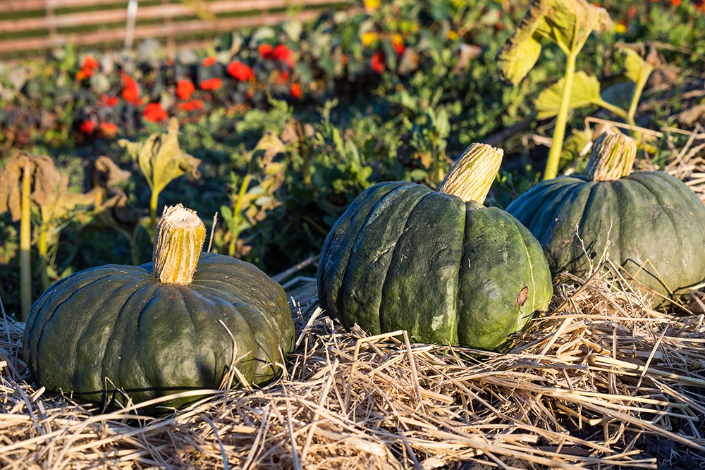 Vegetables Aren’t Always Vegan