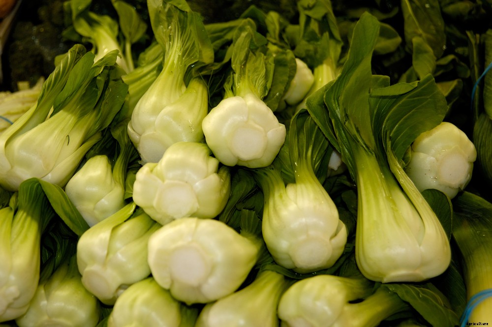 5 Vegetables That Grow In Two Months or Less