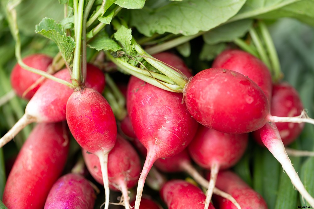 5 Vegetables That Grow In Two Months or Less