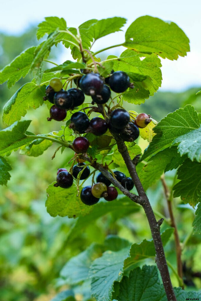 A Once-Forbidden Fruit Makes a Resurgence