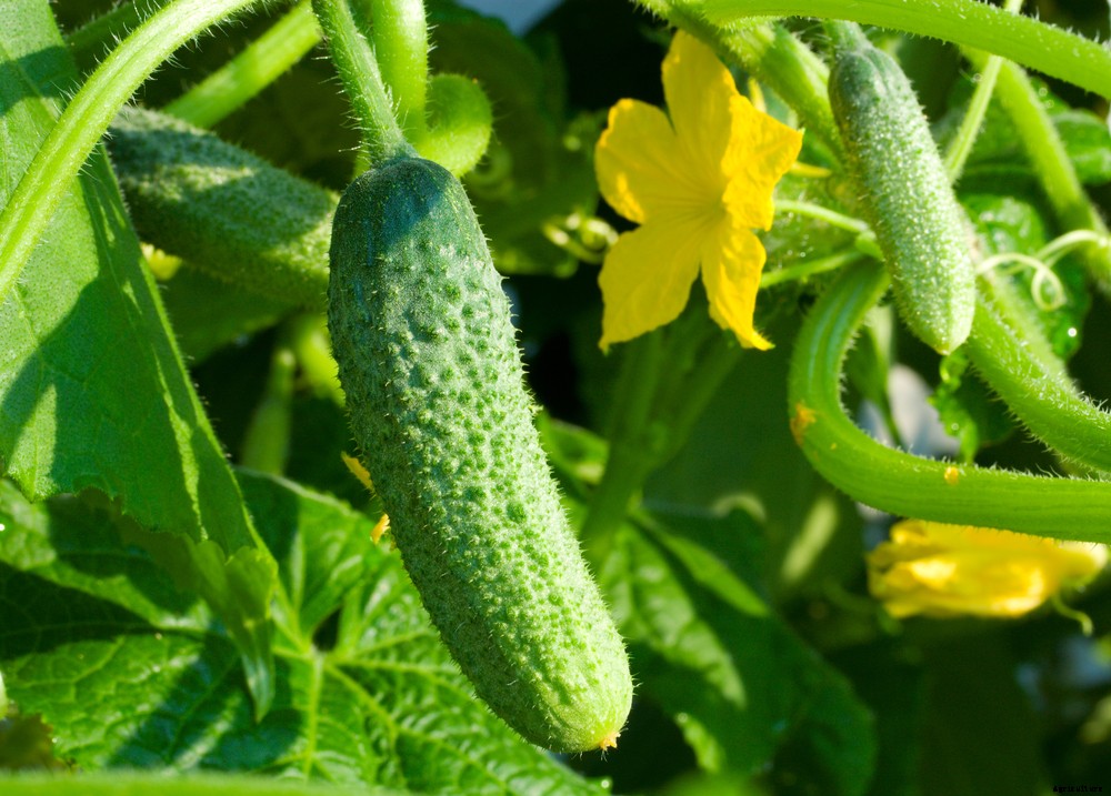 5 Vegetables That Grow In Two Months or Less