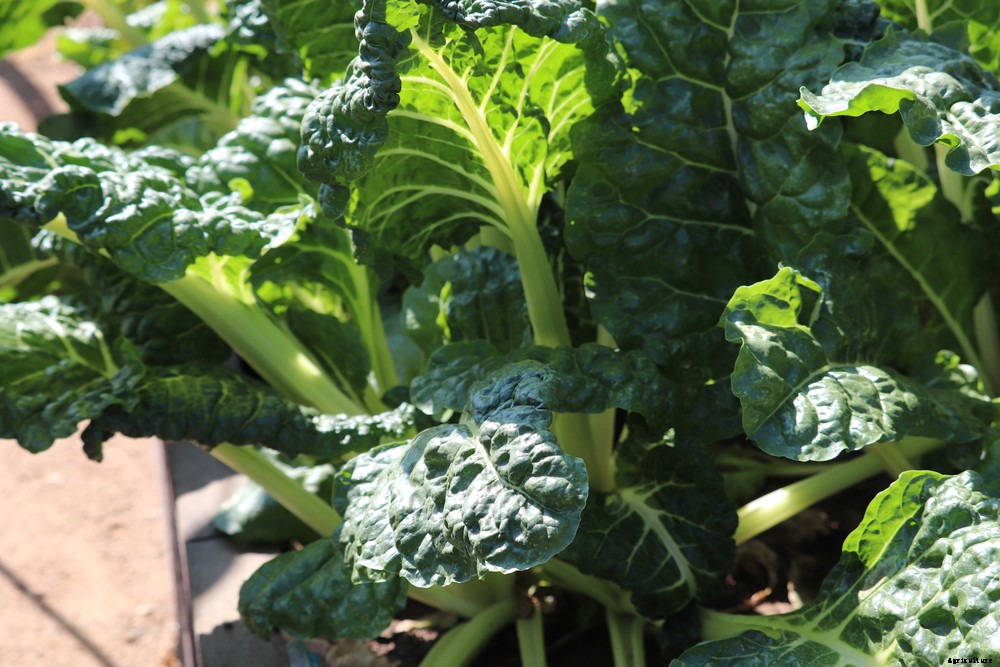 12 Vegetables You Can Still Plant in June