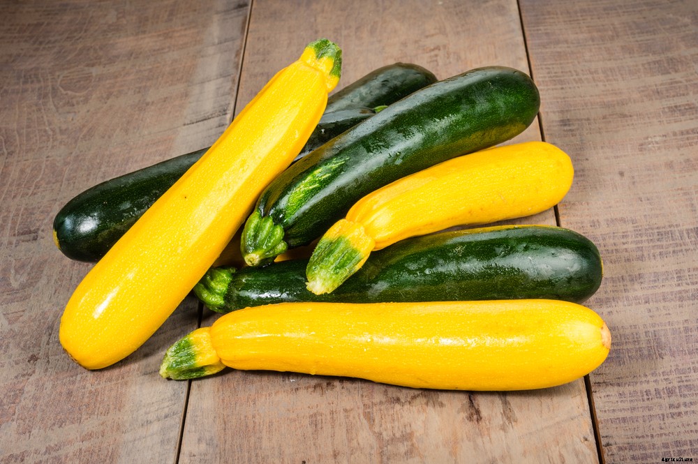 12 Vegetables You Can Still Plant in June