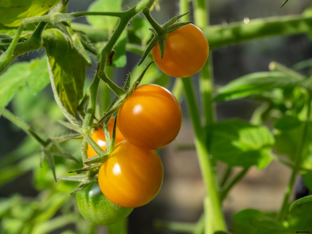 12 Vegetables You Can Still Plant in June