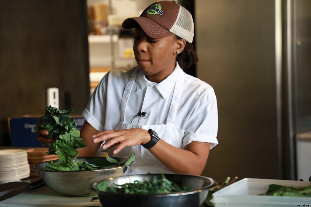 Preserving the Future of Heirloom Collards