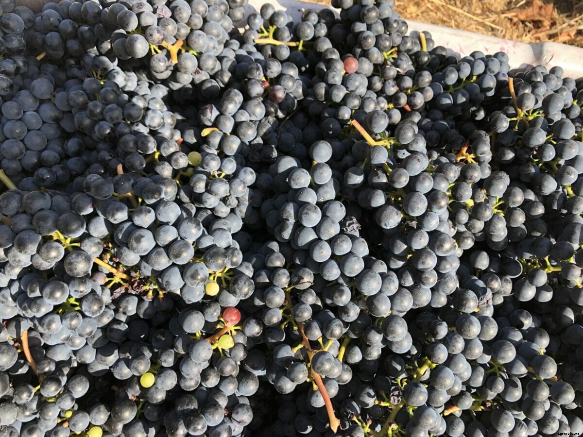 American Wineries Look to Elevate Hybrid Grapes