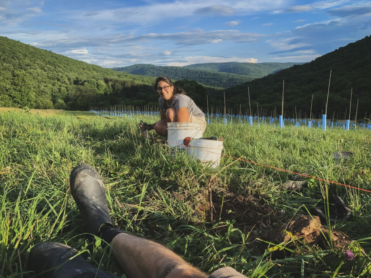 American Wineries Look to Elevate Hybrid Grapes