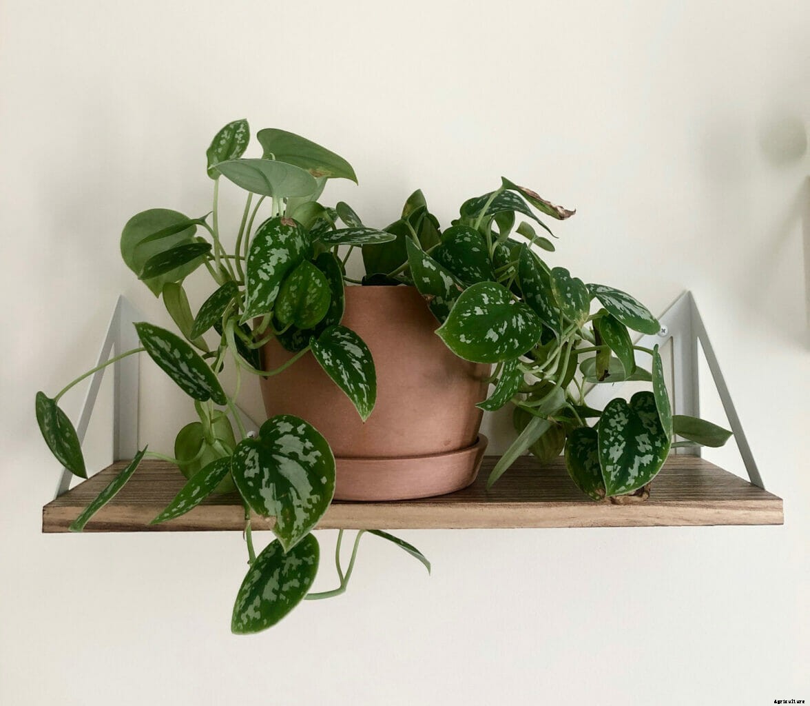 Remembering My Grandmother On Earth Day