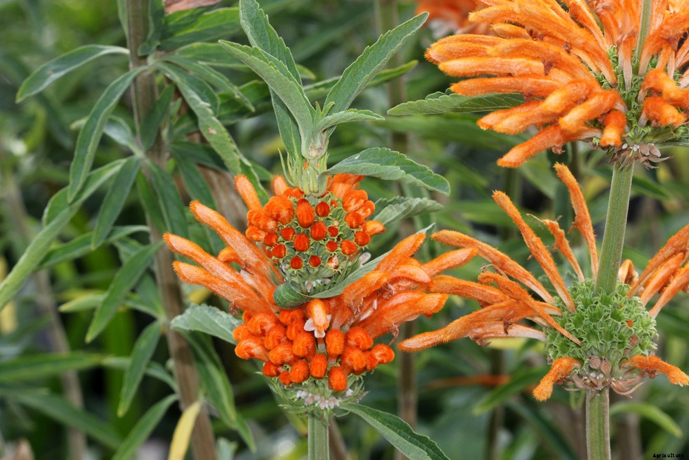 Smokable Plants You Can Grow That Aren’t Marijuana Part 2