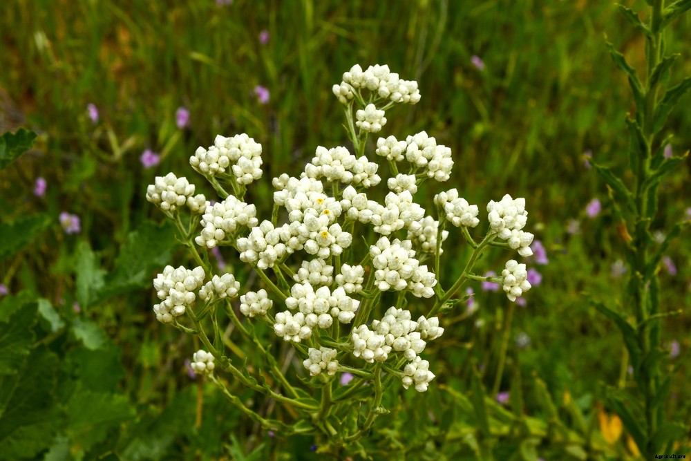 Smokable Plants You Can Grow That Aren’t Marijuana Part 2