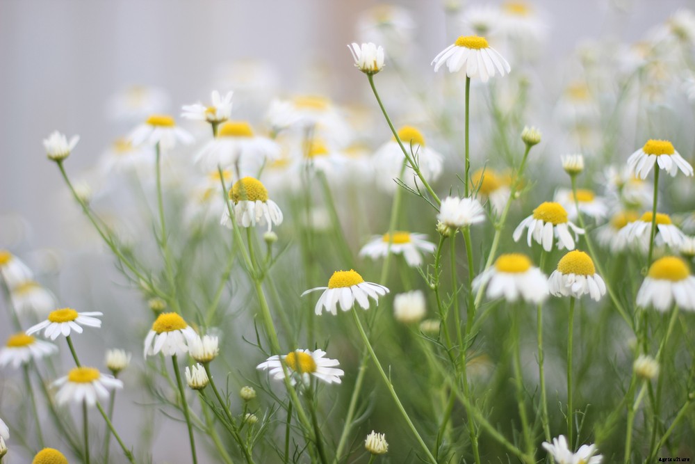 Smokable Plants You Can Grow That Aren’t Marijuana Part 2