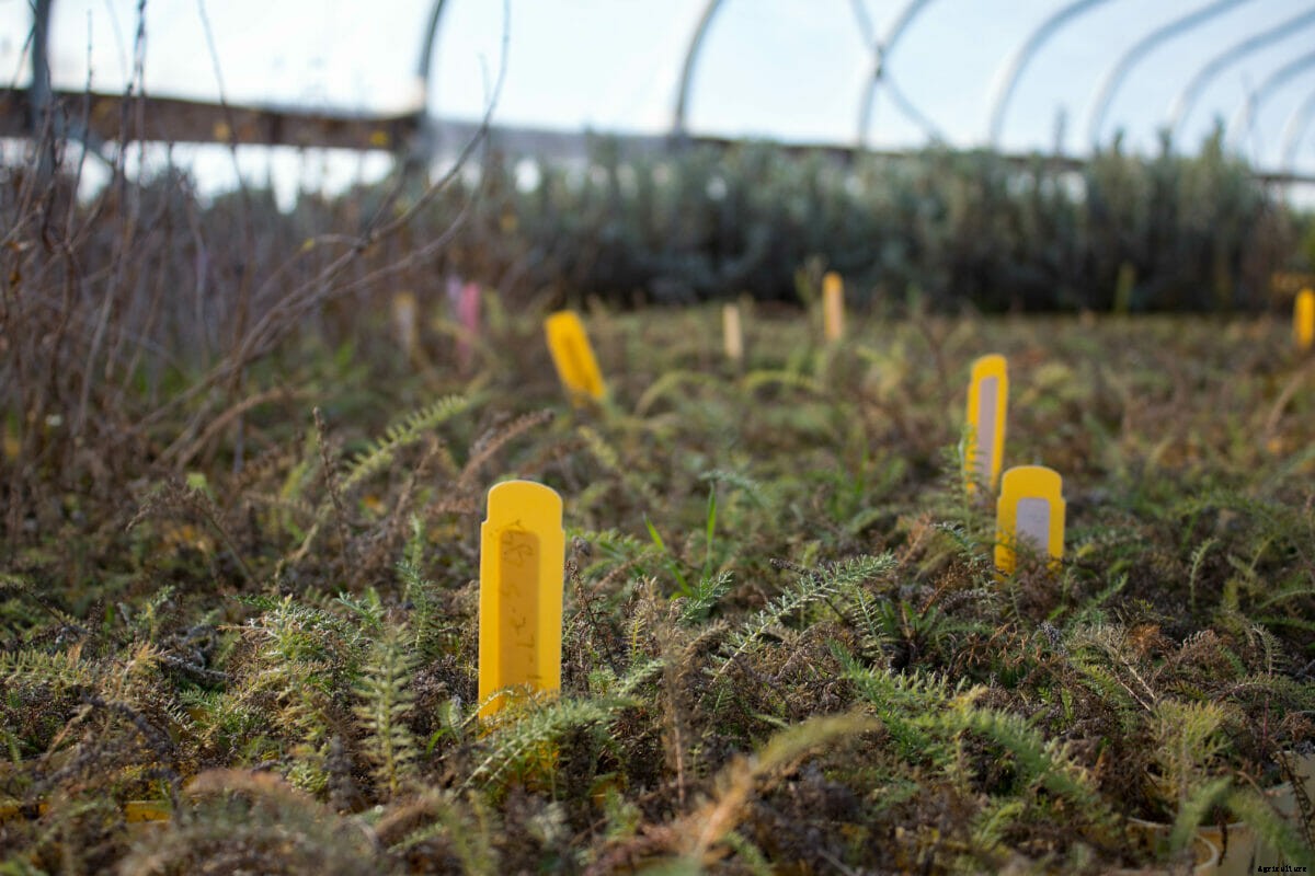 Indigenous Plant Nurseries Look to Revive Landscapes and Cultures
