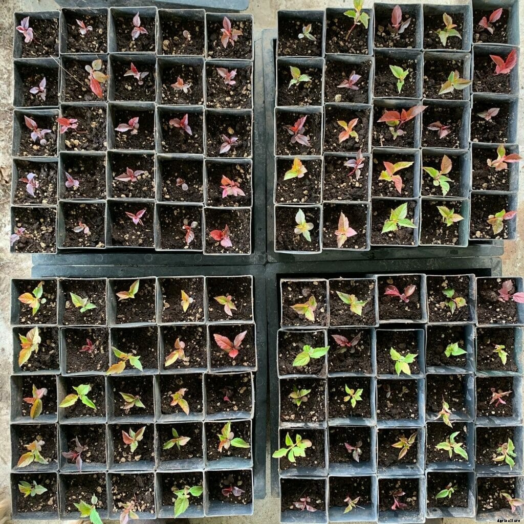 Why Citizen Scientists Are Working to Cultivate New Apple Varieties