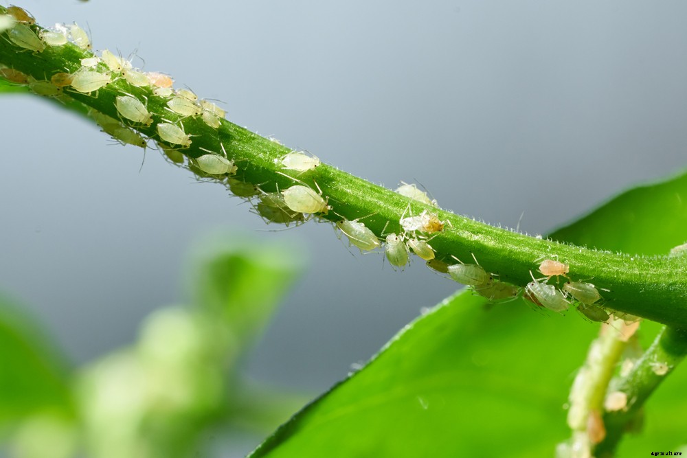 The Most Common Houseplant Pests