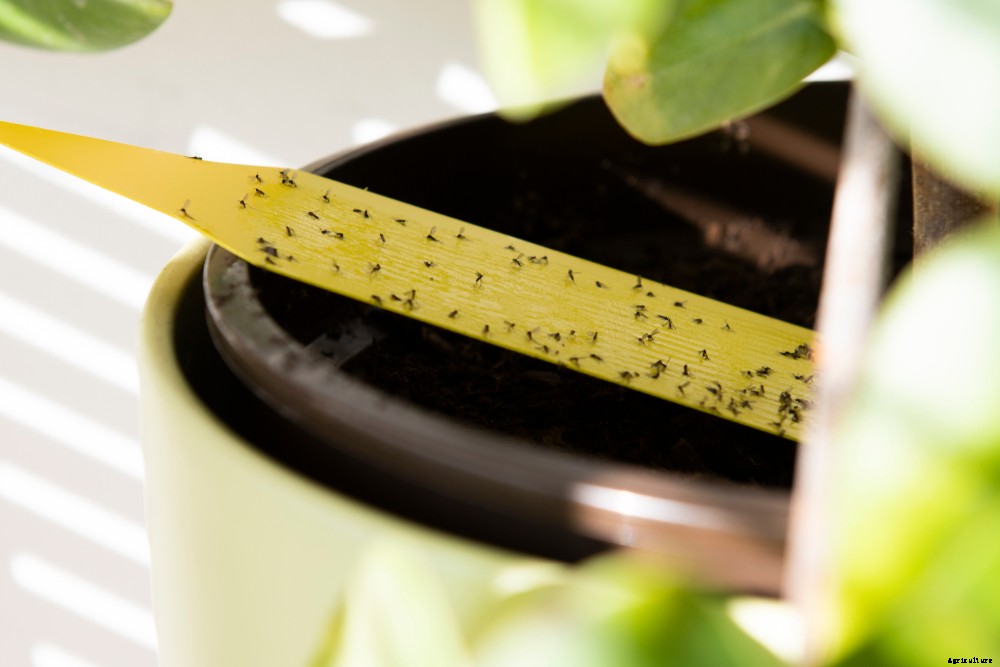 The Most Common Houseplant Pests