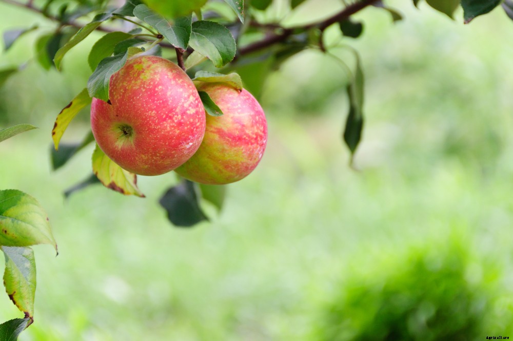 The Mysterious Phenomenon Killing America’s Apple Trees