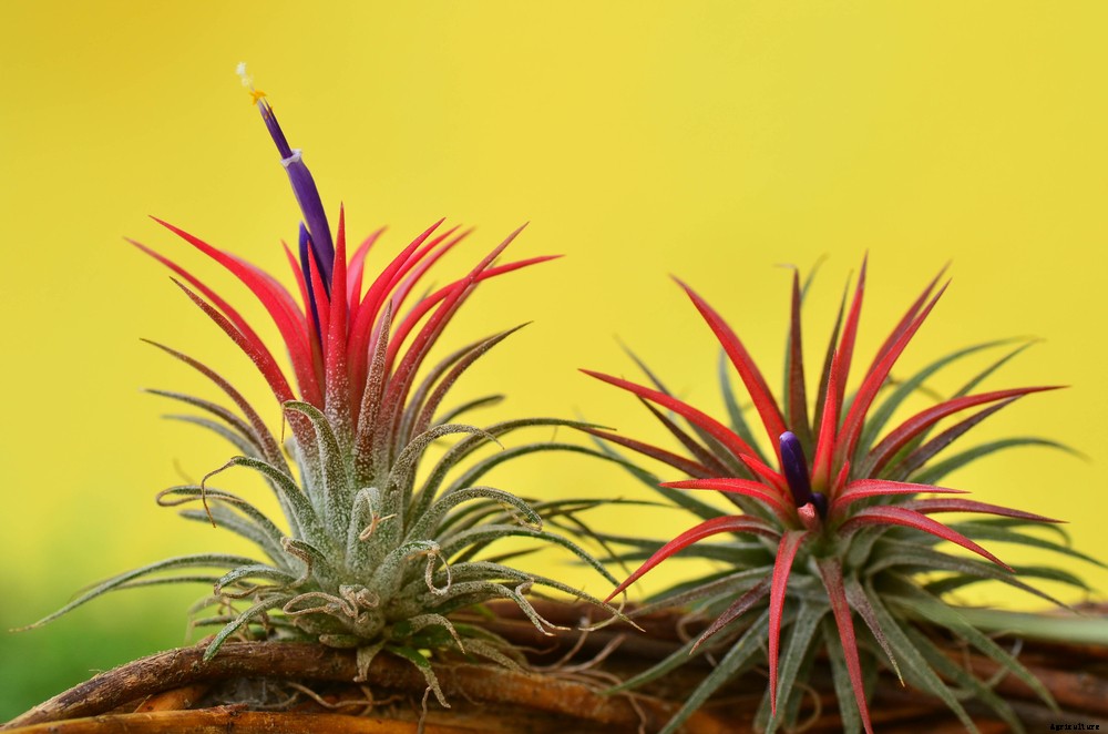 How to Take Care of Your Air Plants