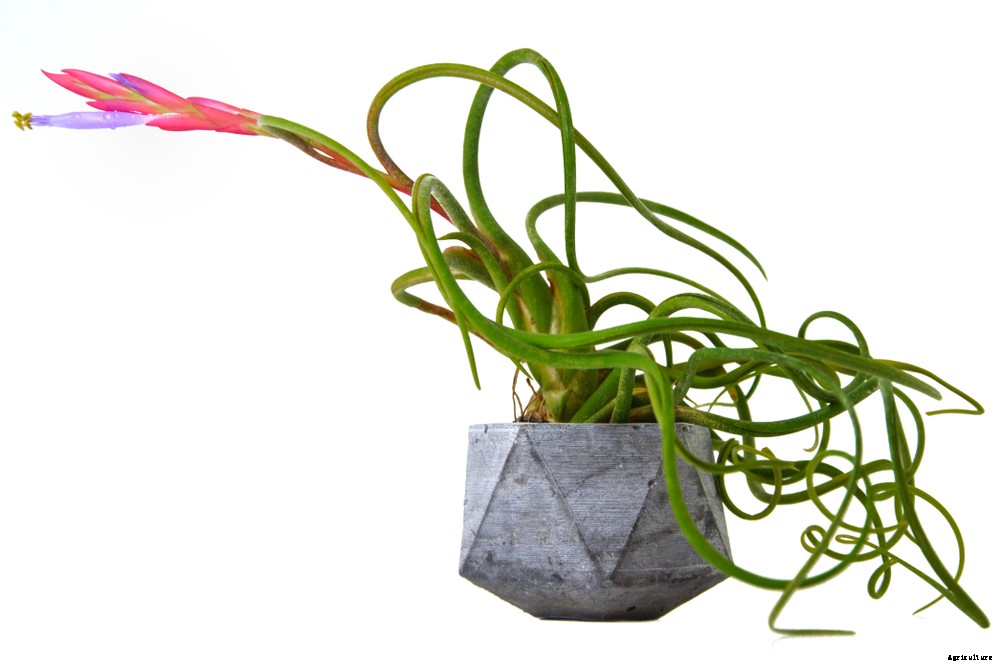 How to Take Care of Your Air Plants