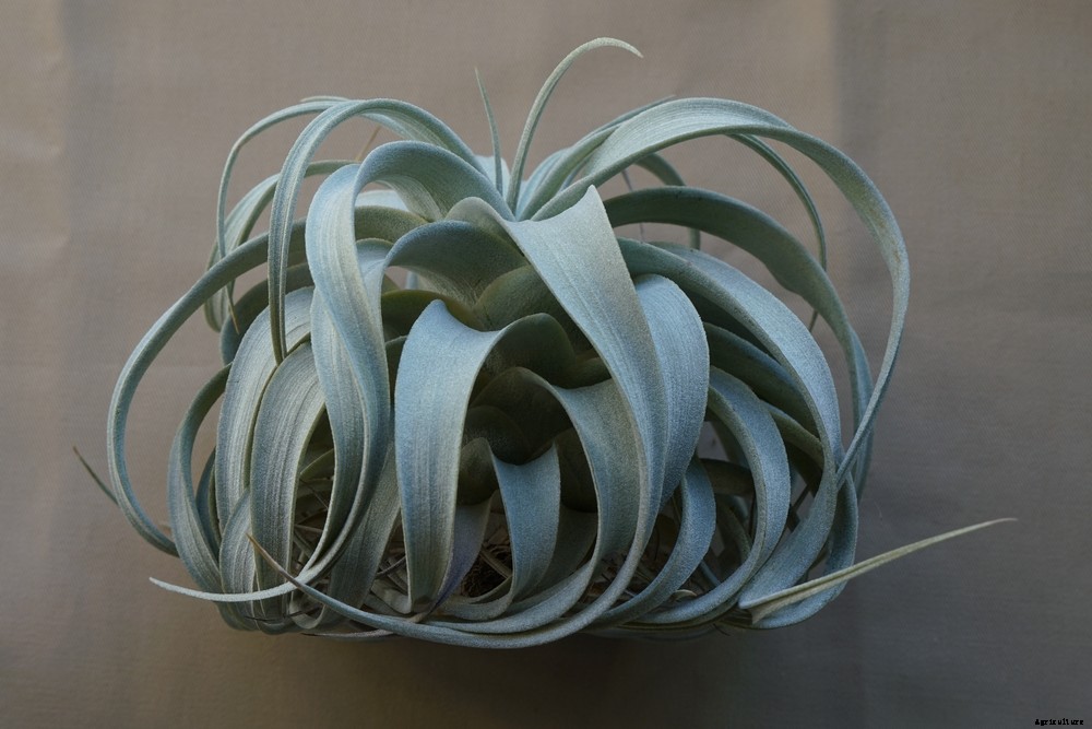 How to Take Care of Your Air Plants