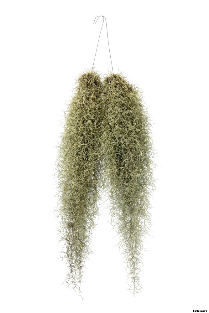 How to Take Care of Your Air Plants