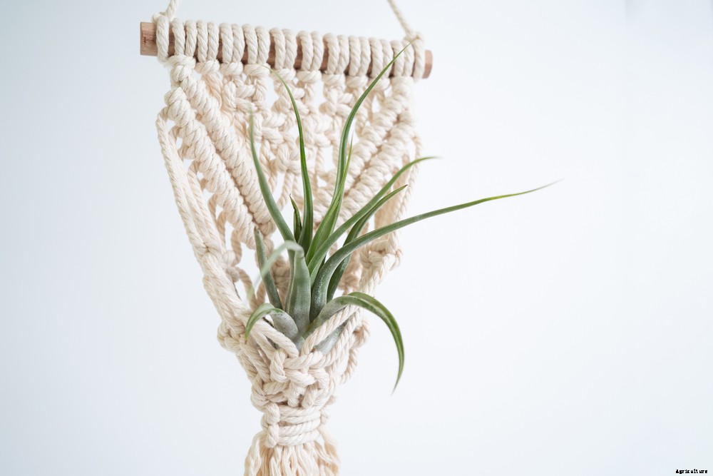 How to Take Care of Your Air Plants