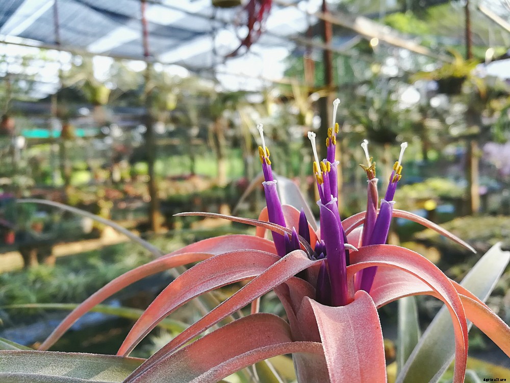 How to Take Care of Your Air Plants