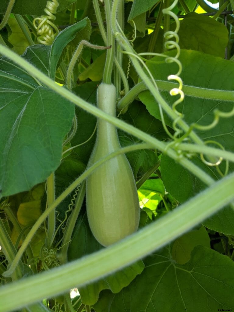 Palestinian Seeds Come to America, Stories and Artwork Included