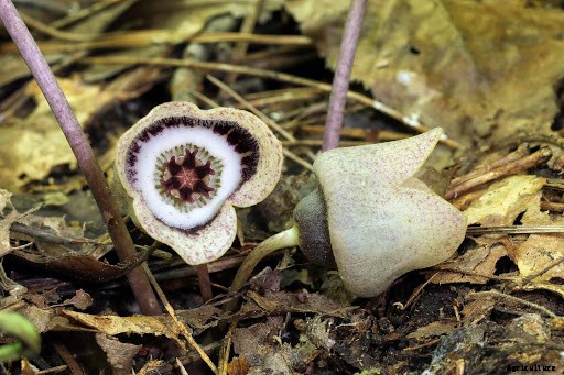 7 Weird and Wonderful Plants Discovered in 2020