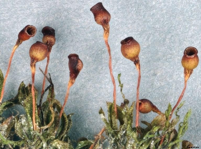 7 Weird and Wonderful Plants Discovered in 2020