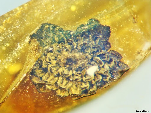 7 Weird and Wonderful Plants Discovered in 2020