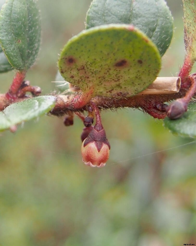 7 Weird and Wonderful Plants Discovered in 2020