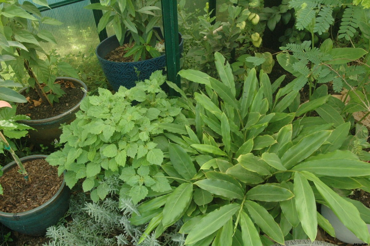 How to Grow Your Own Spices