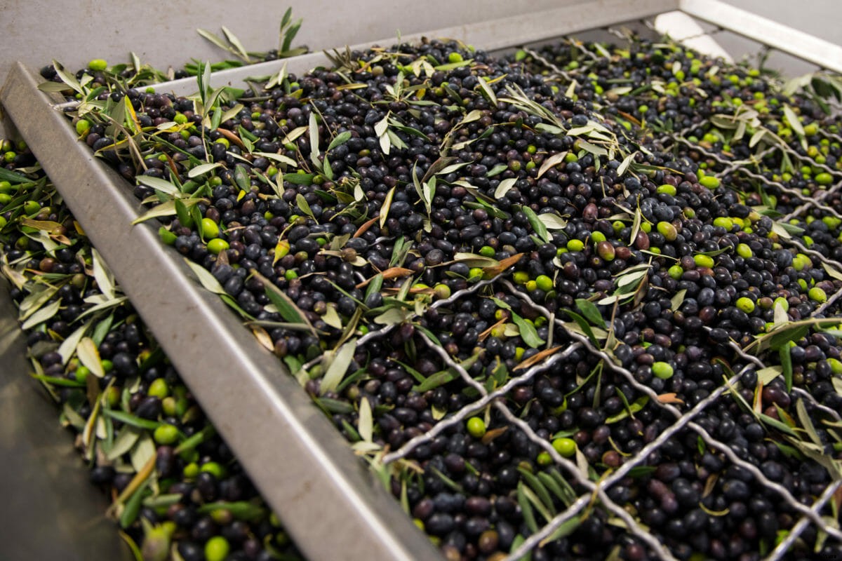 Italian Olive Oil Producers Supplement Climate Change Losses Through Biofuel