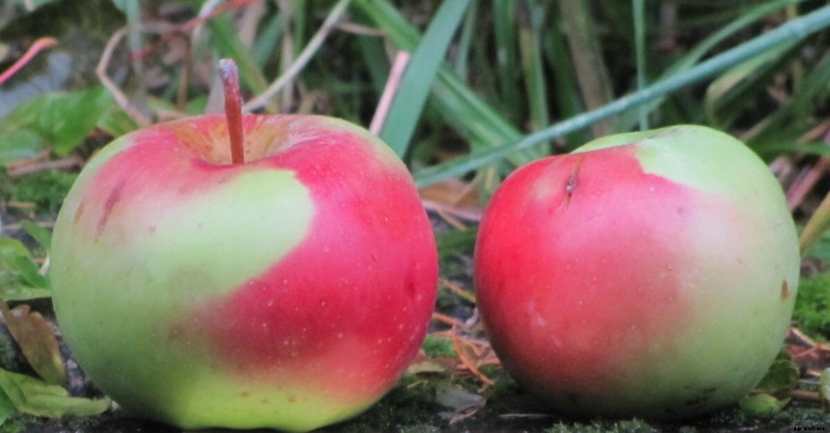 Why Apple Detectives Are Tracking Down Lost Varieties