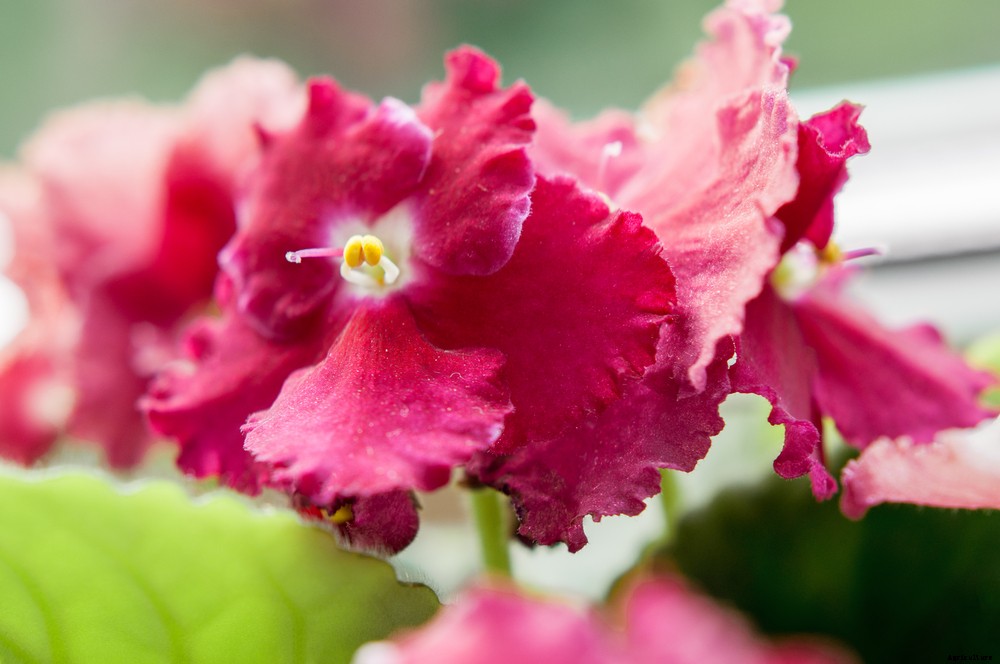 5 Holiday Houseplants You Can Grow That Aren’t Poinsettias