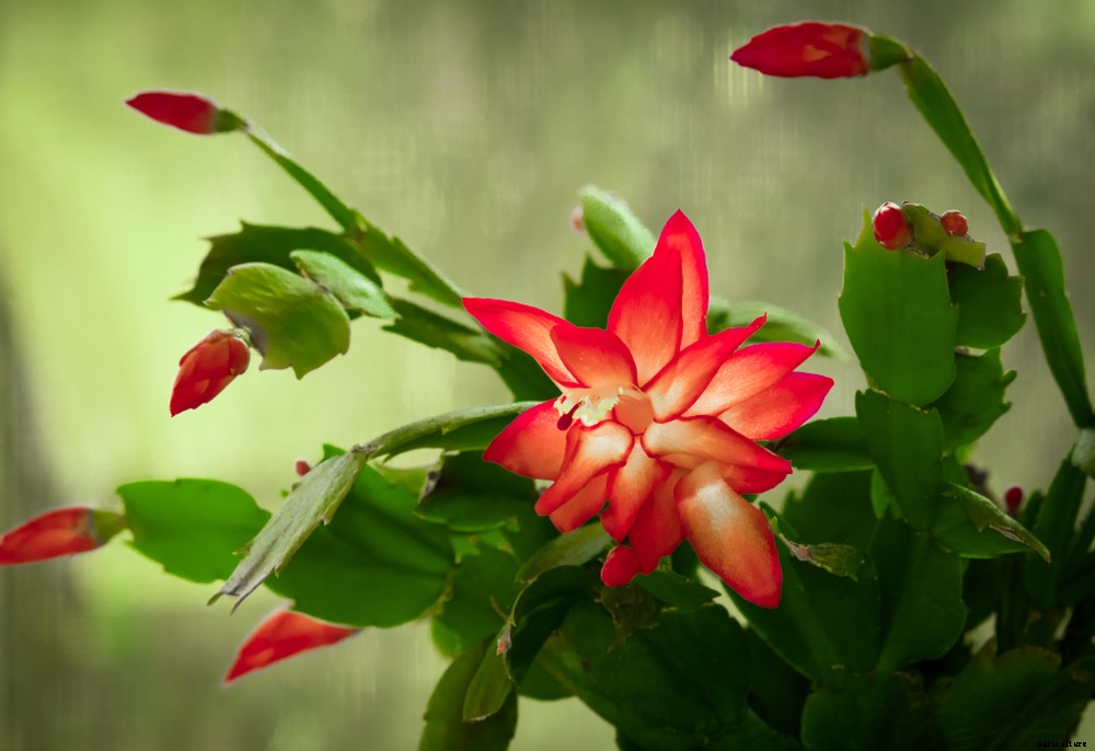 5 Holiday Houseplants You Can Grow That Aren’t Poinsettias
