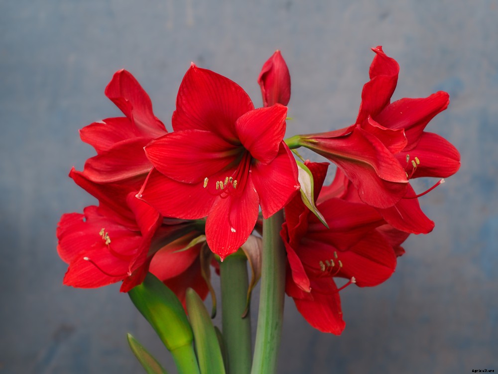 5 Holiday Houseplants You Can Grow That Aren’t Poinsettias