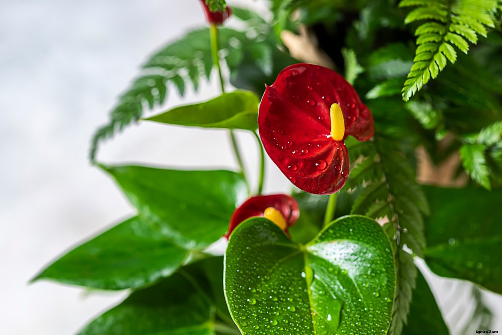5 Holiday Houseplants You Can Grow That Aren’t Poinsettias