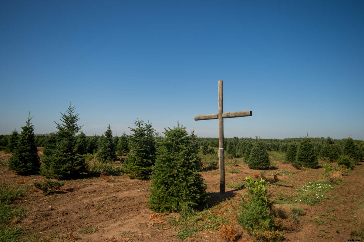 Pandemic Brings Early Crowds to Christmas Tree Farms
