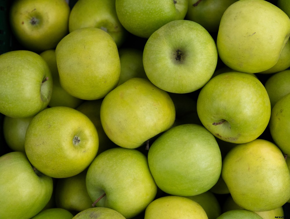 6 Crops You Might be Surprised Aren’t Native to the US