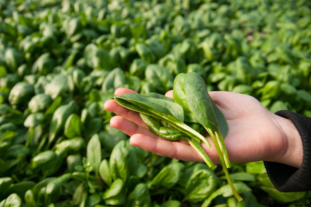 6 Crops You Might be Surprised Aren’t Native to the US