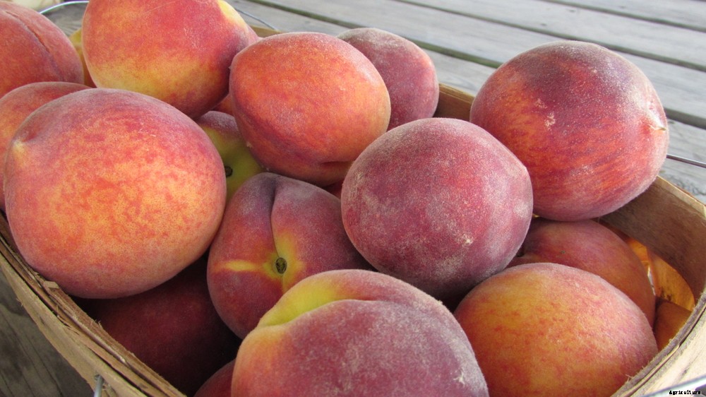 6 Crops You Might be Surprised Aren’t Native to the US