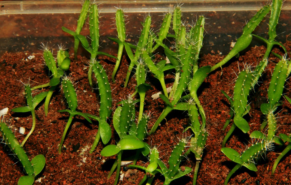 5 Edible Cacti and Succulents You Can Grow Indoors