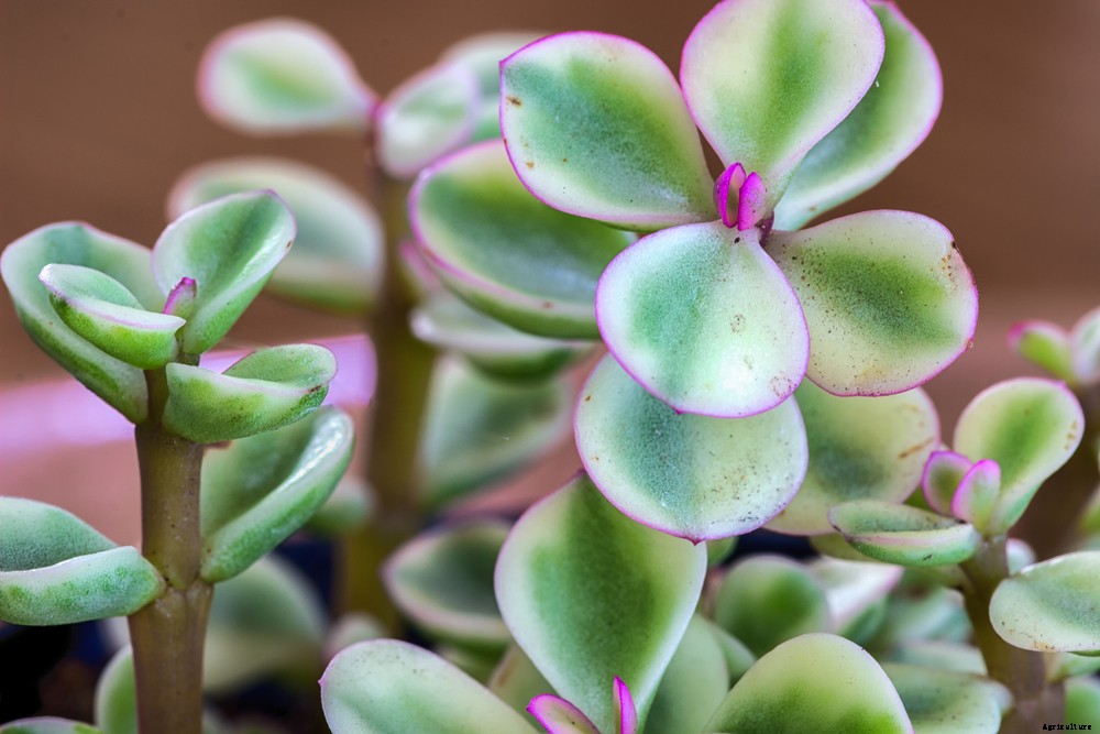 5 Edible Cacti and Succulents You Can Grow Indoors